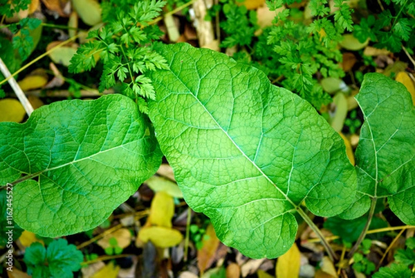 Fototapeta Leaves and root of burdock Arctium lappa in nature view from above
