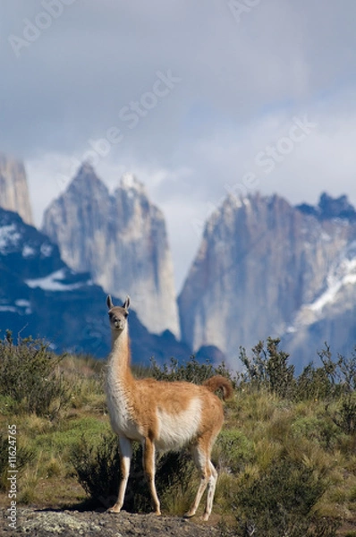 Obraz Guanaco