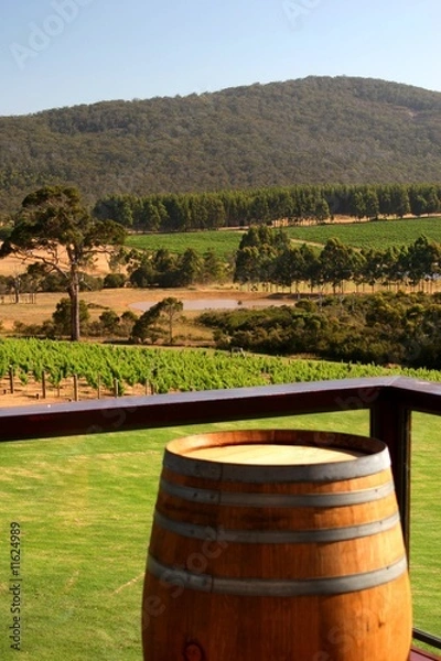 Fototapeta View from Winery
