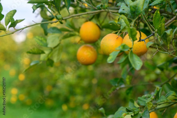 Fototapeta Oranges hanging from branches in a vibrant orchard during golden hour sunshine
