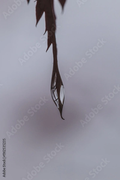 Obraz Nebel umhüllt den Tropfen am Ahornzweig