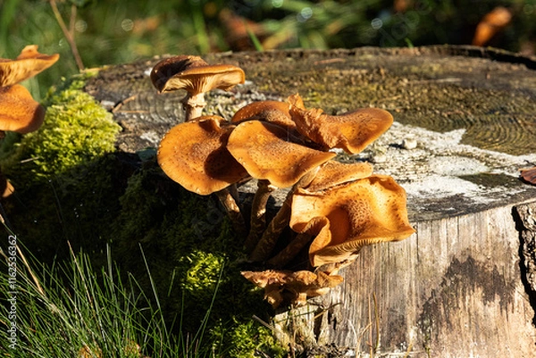 Obraz Herbst im Wald - Pilze in der Abensonne