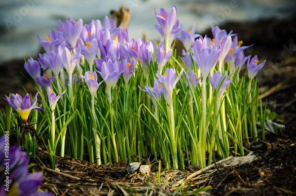 Fototapeta Young crocuses just started to blossom