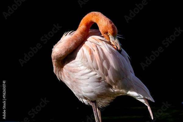 Obraz Pink flamingo in the shallow water
