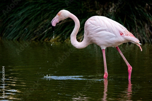 Obraz Pink flamingo in the shallow water
