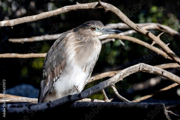 Obraz Night Heron in the tree branches