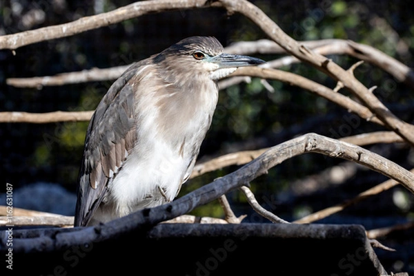 Obraz Night Heron in the tree branches