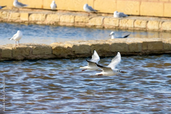 Obraz Seagull flying over water