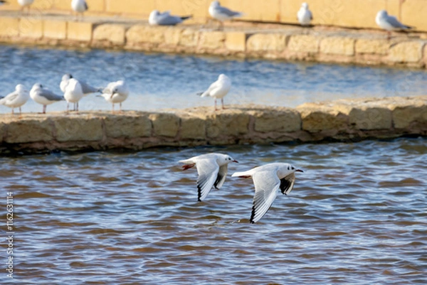 Obraz Seagulls flying over water
