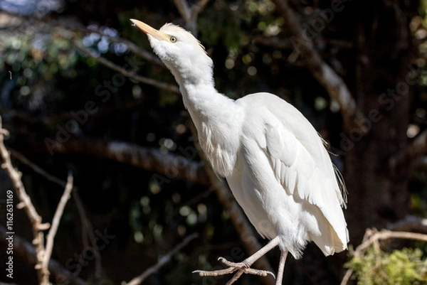 Obraz Little Cattle Egret