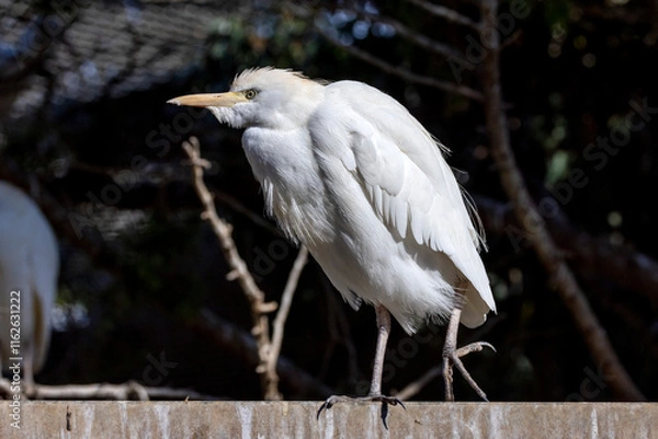 Obraz Little Cattle Egret