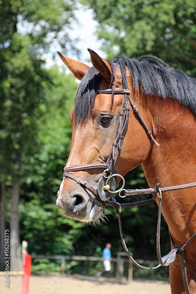 Obraz Cheval en réflexion