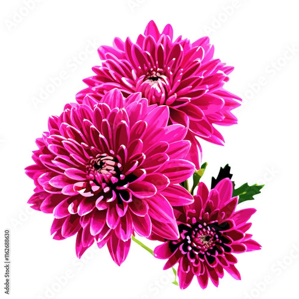 Fototapeta Pink autumn chrysanthemum isolated vector illustration (4)
