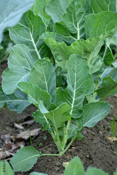 Fototapeta closeup the bunch ripe green cauliflower plant with soil heap growing in the farm soft focus natural green brown background.