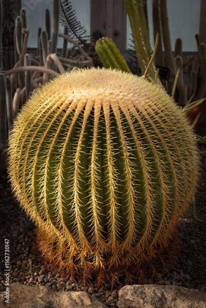 Obraz Barrel Cactus