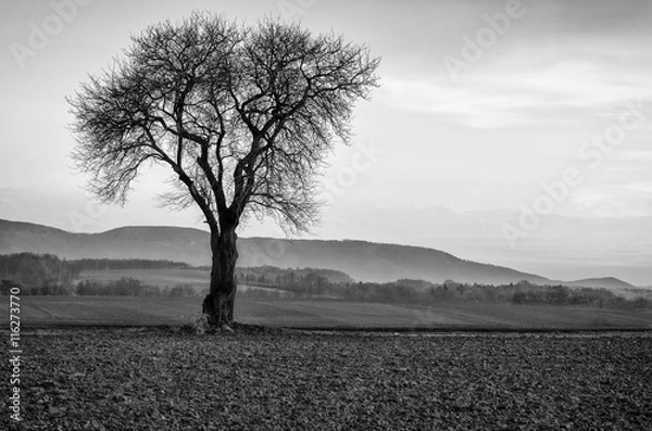 Obraz Lonely tree
