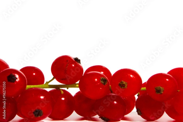 Obraz Rote Johannisbeere