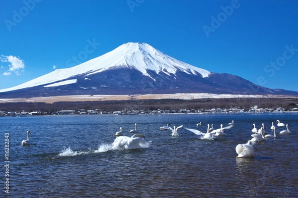 Fototapeta 富士山と山中湖のコブハクチョウ