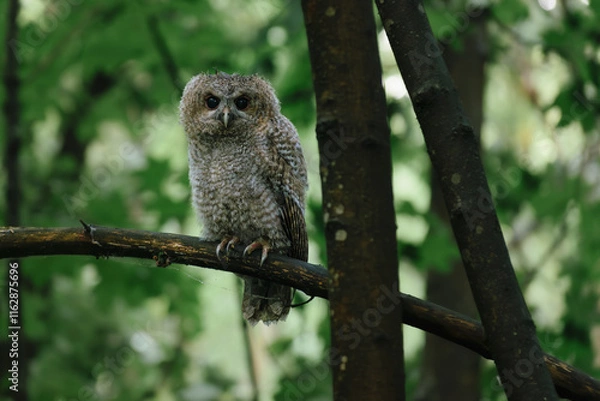 Fototapeta great horned owl in tree