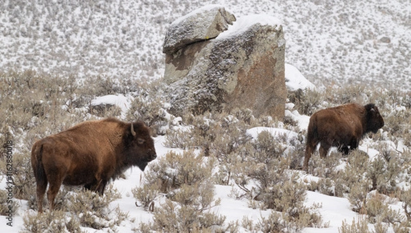 Fototapeta American Buffalo in the Snow