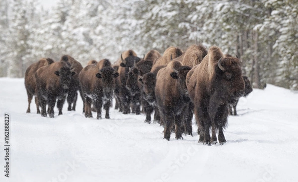 Obraz American Buffalo in the Snow