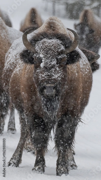Obraz American Buffalo in the Snow