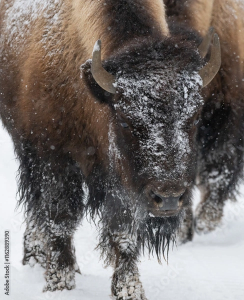 Obraz American Buffalo in the Snow