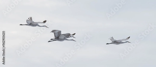 Obraz Sandhill Cranes in Winter