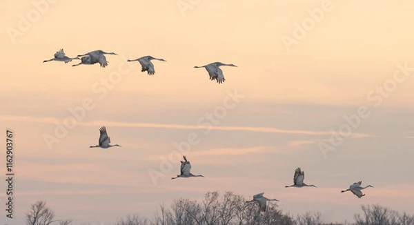 Obraz Sandhill Cranes in Winter