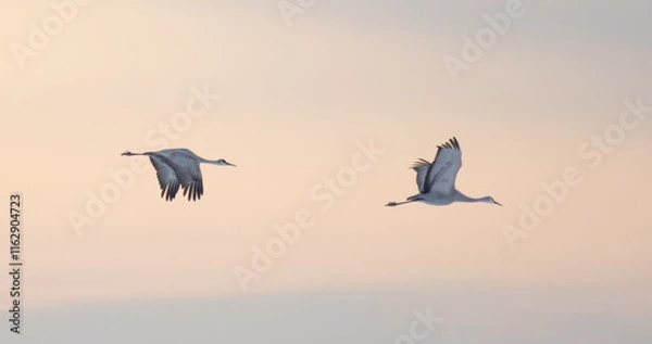 Obraz Sandhill Cranes in Winter