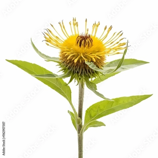 Fototapeta Elecampane flowers and leaves isolated on white