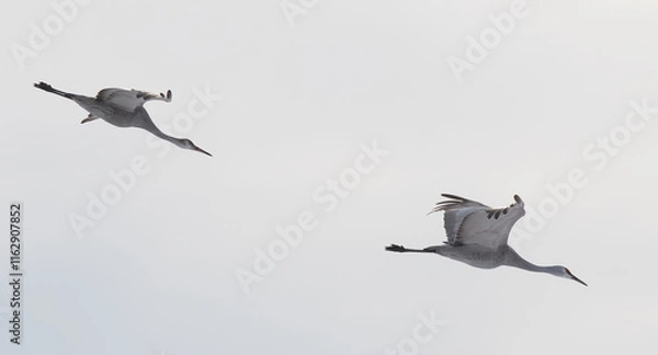 Obraz Sandhill Cranes in Winter