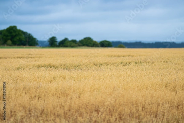 Obraz Forest behind a wheat field.