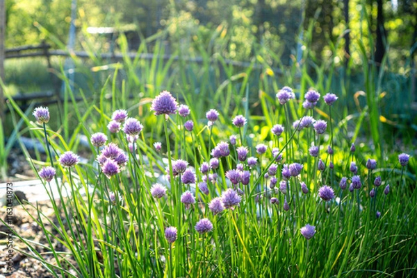 Fototapeta Beautiful purple flowers of blooming chives plant growing in a natural herb garden setting, showing ornamental and culinary value in organic gardening