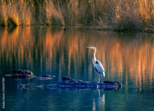 Obraz Great Blue Heron on Chesapeake Bay Golden Pond
