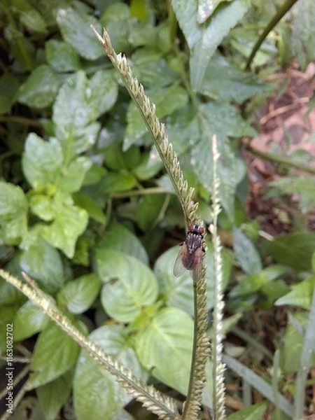Fototapeta bug on a leaf