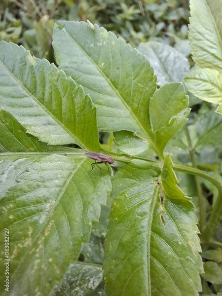 Fototapeta leaf background