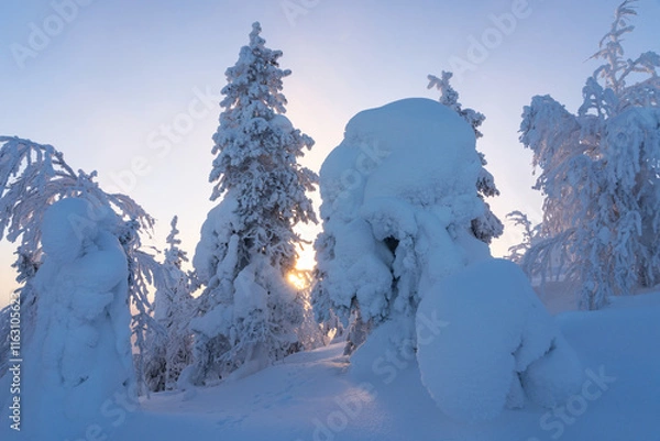Obraz Snowy and frosty forest on a calm and cold evening with last sunlight in february on a Valtavaara near Kuusamo, Northern Finland	