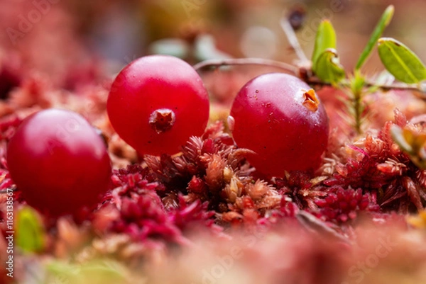 Obraz Closeup of ripe and vibrant red Small cranberry growing in an autumnal bog in Estonia, Northern Europe