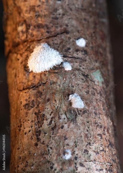 Fototapeta Fungi in macro lens
