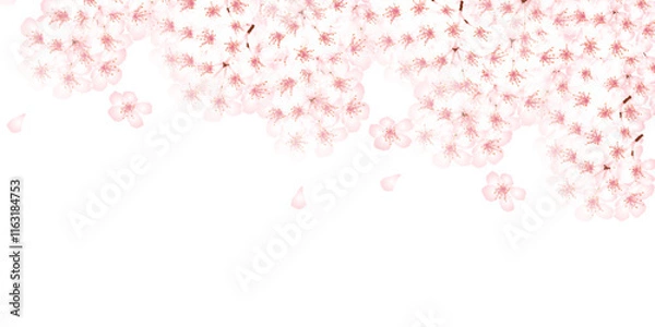 Fototapeta 桜　和柄　水彩　背景