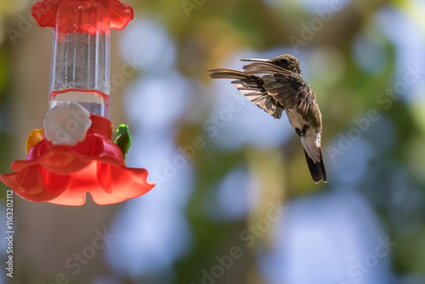 Obraz Violet-fronted Hummingbird at Plastic Nectar Feeder