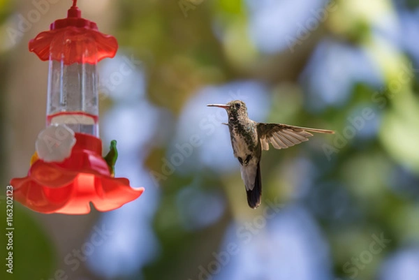 Obraz Violet-fronted Hummingbird at Plastic Nectar Feeder