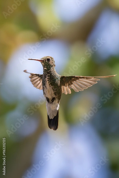 Obraz Violet-fronted Hummingbird Hovering Near Feeder
