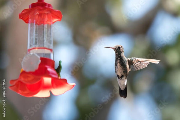 Obraz Violet-fronted Hummingbird at Plastic Nectar Feeder