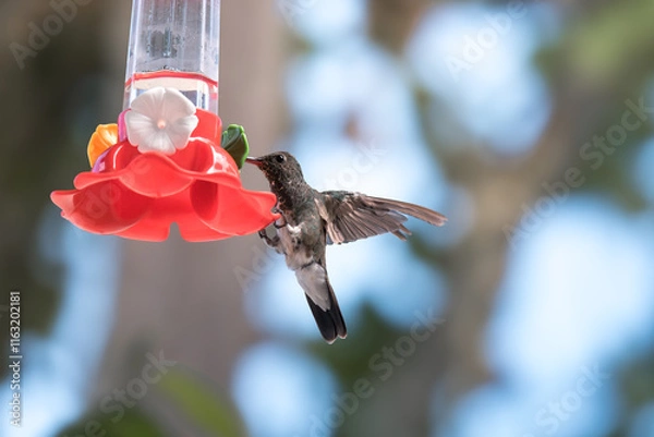 Obraz Violet-fronted Hummingbird at Plastic Nectar Feeder