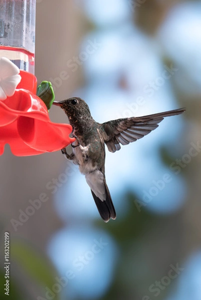 Obraz Violet-fronted Hummingbird at Plastic Nectar Feeder