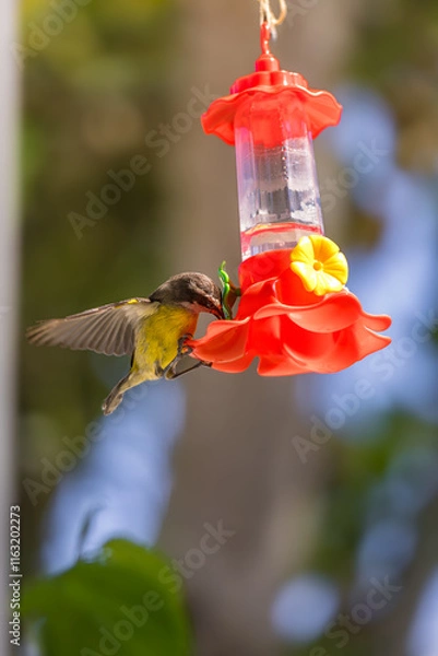 Obraz Bananaquit Feeding at Plastic Nectar Feeder