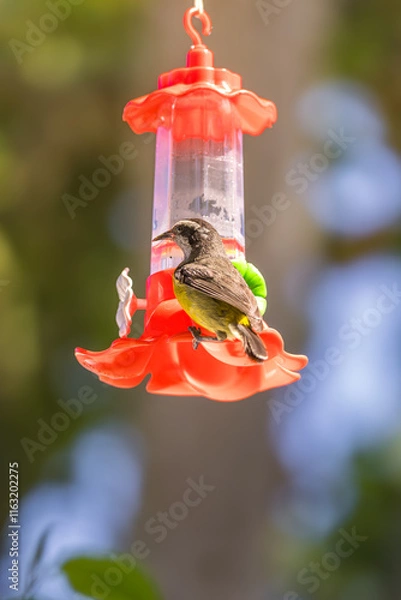 Obraz Bananaquit Feeding at Plastic Nectar Feeder