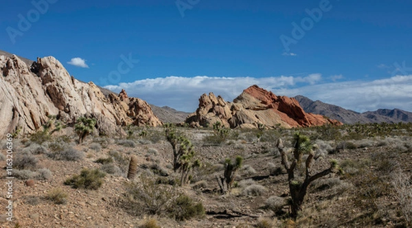 Fototapeta Cactus Landscape in Nevada